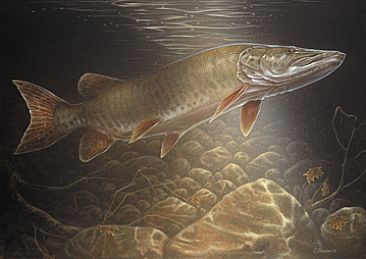 Queen Esox - Muskellunge Fish by Curtis Atwater